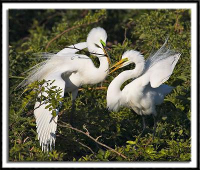 Great Egrets Courting
