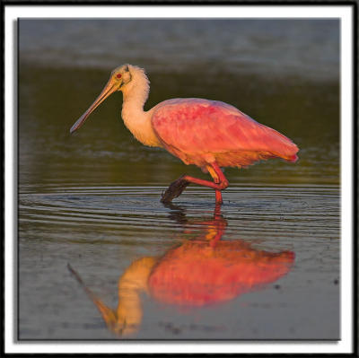 Roseate Spoonbill at Daybreak