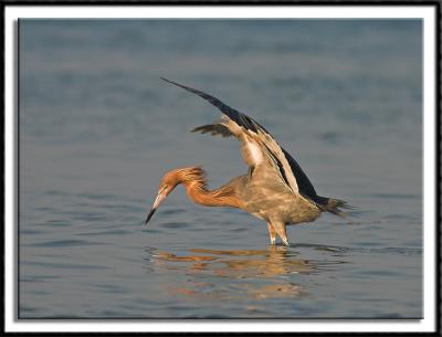 Reddish Egret on the Hunt