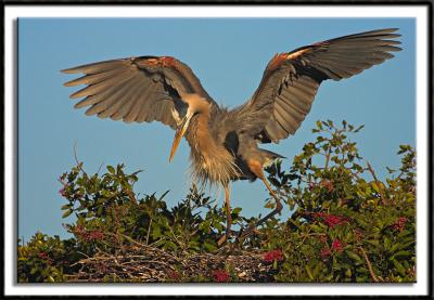 Excitable Great Blue Heron