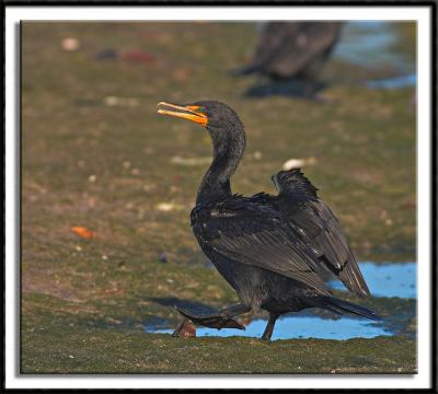 Double-Crested Cormorant