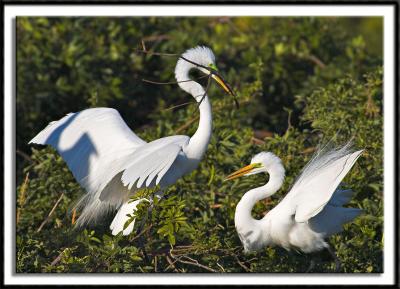 Nest Building Great Egrets