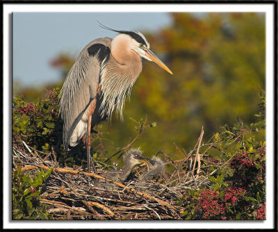 Heron Chicks Sparring