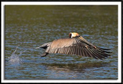 Brown Pelican Taking Flight