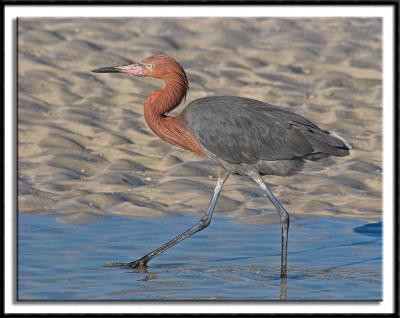 Reddish Egret Out For A Stroll