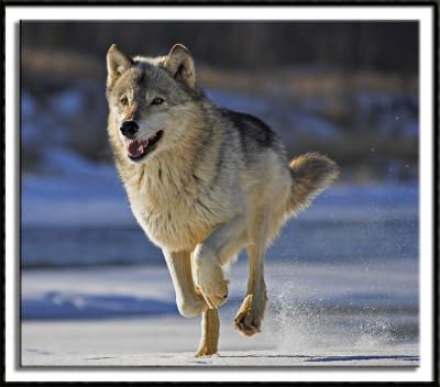 Wolf On The Run