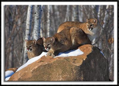 Young Cougars