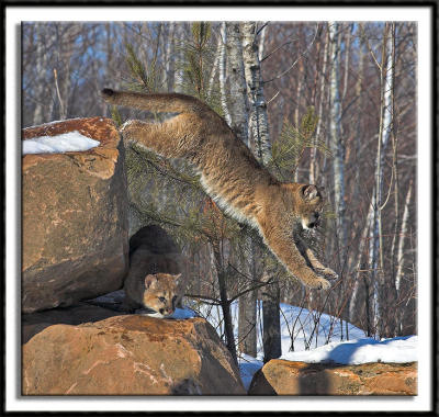 Leaping Cougar