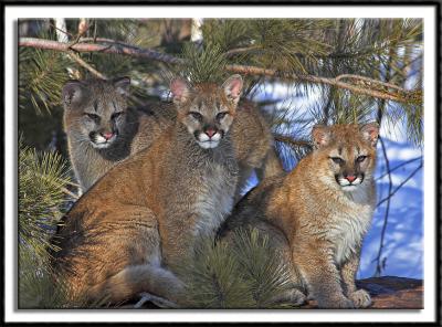 Cougars Posing