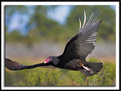 Turkey Vulture