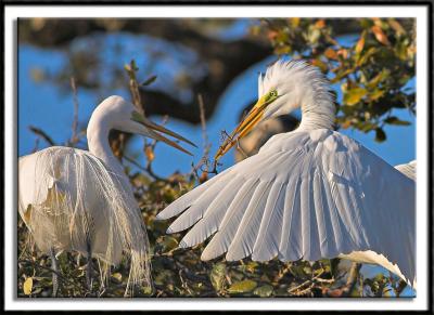 Nest Building