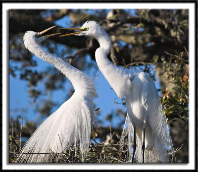 Playful Egrets