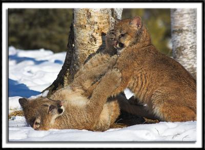 Young Cougars #5