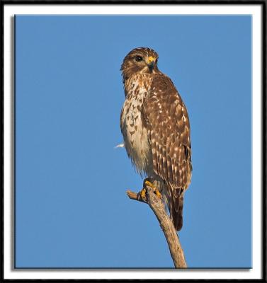 Broad Winged Hawk