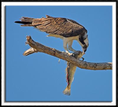 Osprey Gorging On Lunch