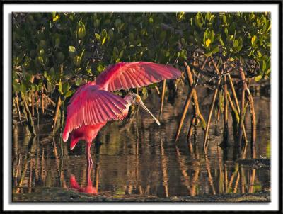 Spoonbill Among the Mangroves