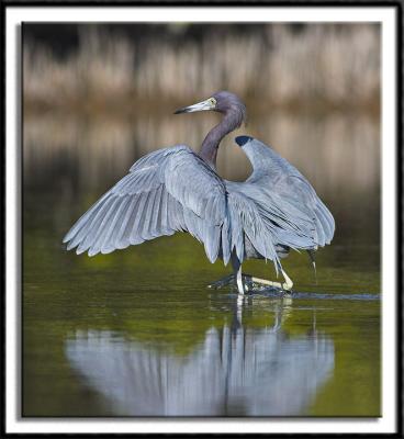 Little Blue Heron