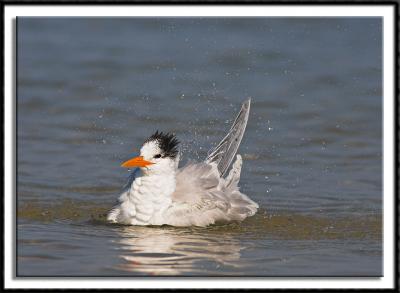 Royal Tern Bathing
