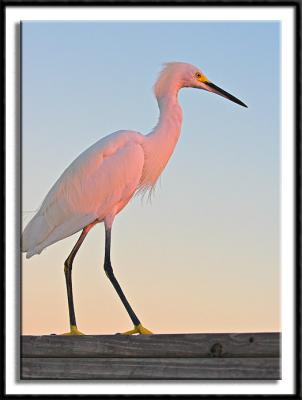 Snowy Egret at Sunset