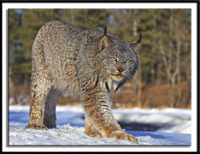 Lynx #6