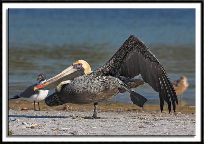 Pelican Sobriety Test