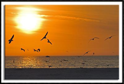 Gulls at Sunset