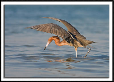 Red Egret Fishing