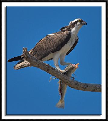 Osprey Posing With Catch