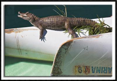 Little Gator Sunning