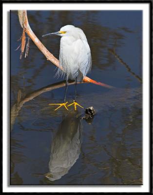 Snowy Egret Reflection