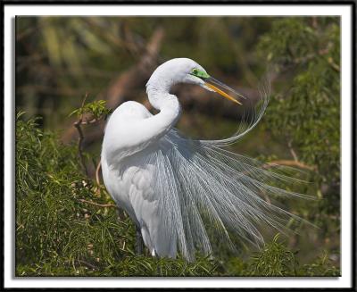 Preening Great Egret