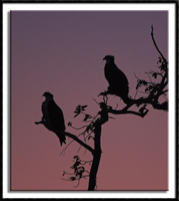 Osprey Silhouettes