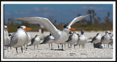 Terns and Gulls