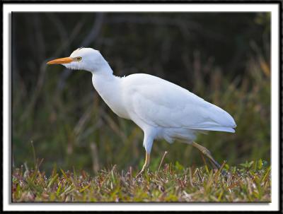 Cattle Egret on the Prowl