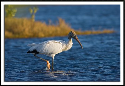 Wood Stork