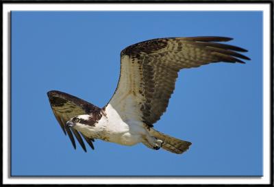Osprey in Flight
