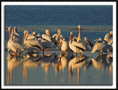 Preening Pelicans