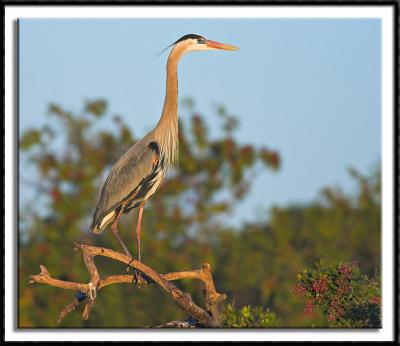 Heron on the Lookout
