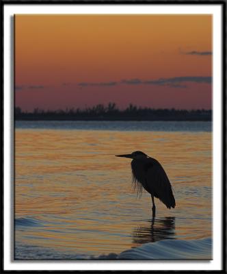 Great Blue at Sunset