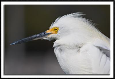 Snowy Egret Portrait