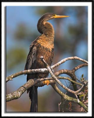 Female Anhinga