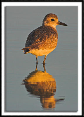 Black-Bellied Plover