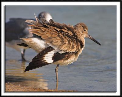 One-Legged Willet