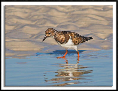 Ruddy Turnstone