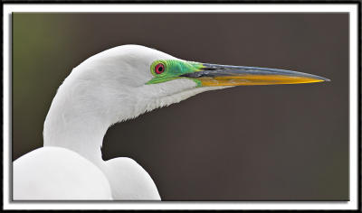 Great Egret Up Close