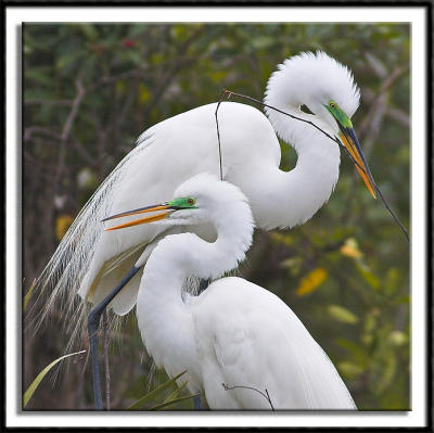 More Courting Egrets