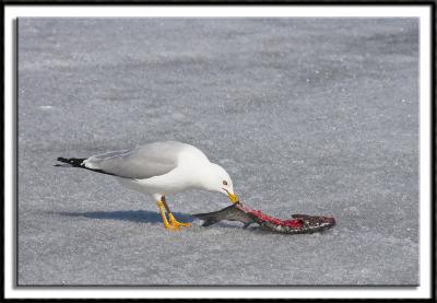 Ice Fishing