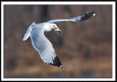 Gull With Meal