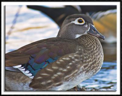 Female Wood Duck