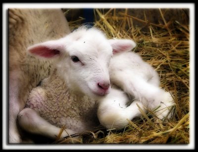 Baby Lamb